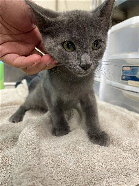ETTA - Domestic Short Hair available for adoption