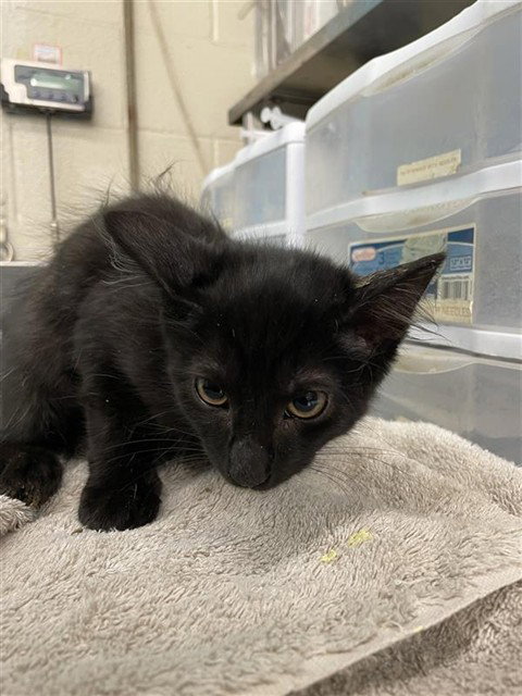 COSMO - Domestic Medium Hair available for adoption