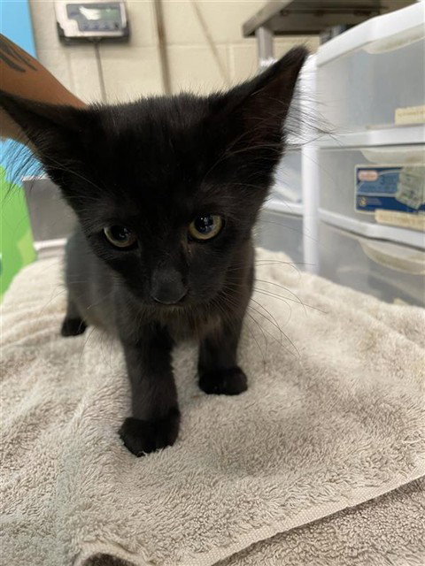 GENE - Domestic Medium Hair available for adoption