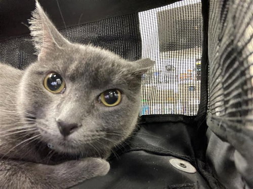 picture of the cat needing adoption