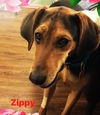 Zippy