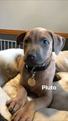 Pluto