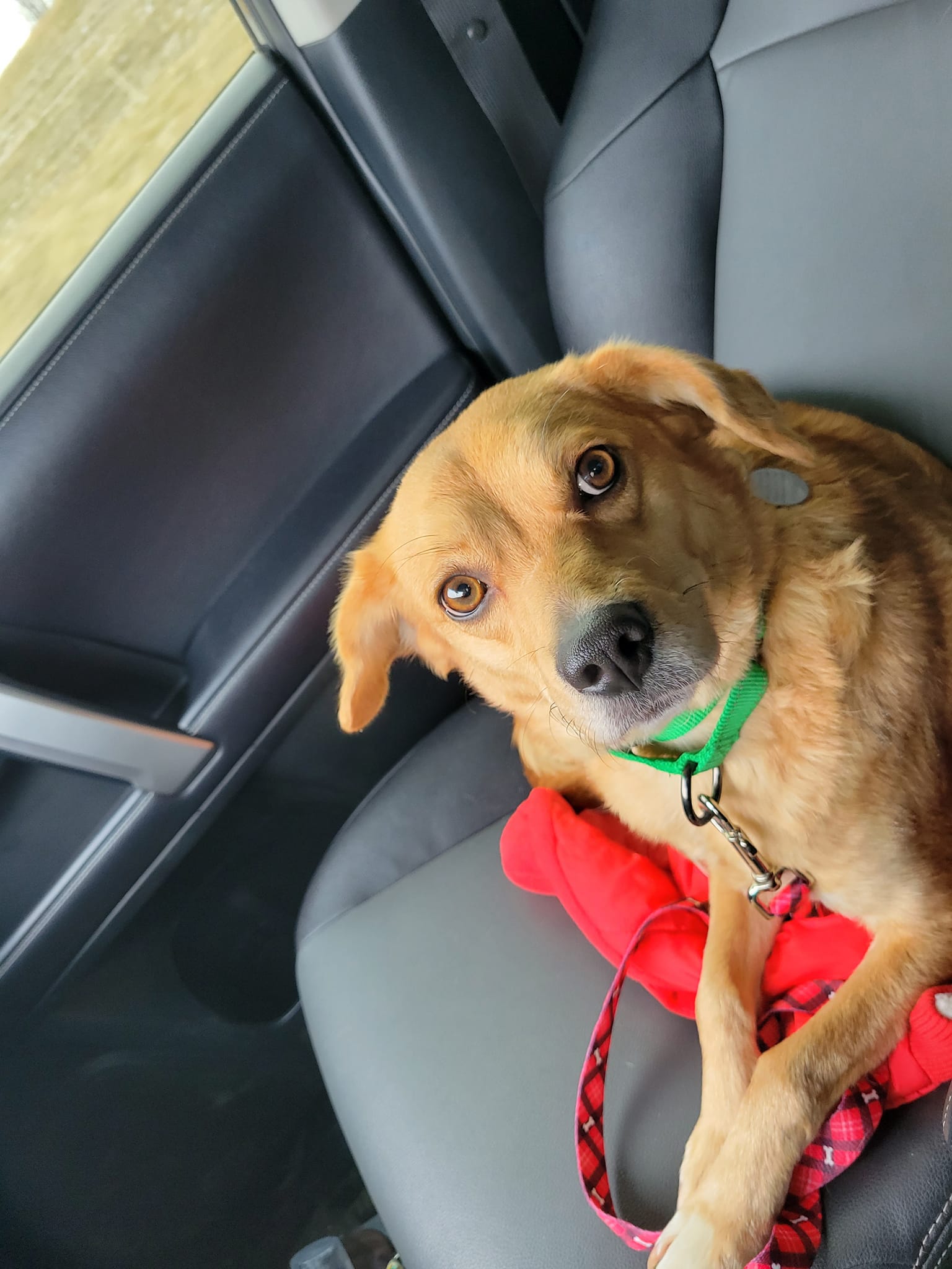 Dog for Adoption Blondie, a Terrier in Ashtabula, OH Alpha Paw