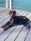 Ringo-pup dobe, Hayes