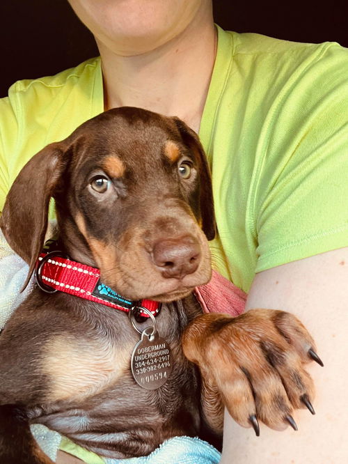 Miles - pup dobe, Jasper