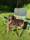 Miles - pup dobe, Jasper