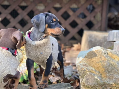 Marvin-Pup dobe, Jester