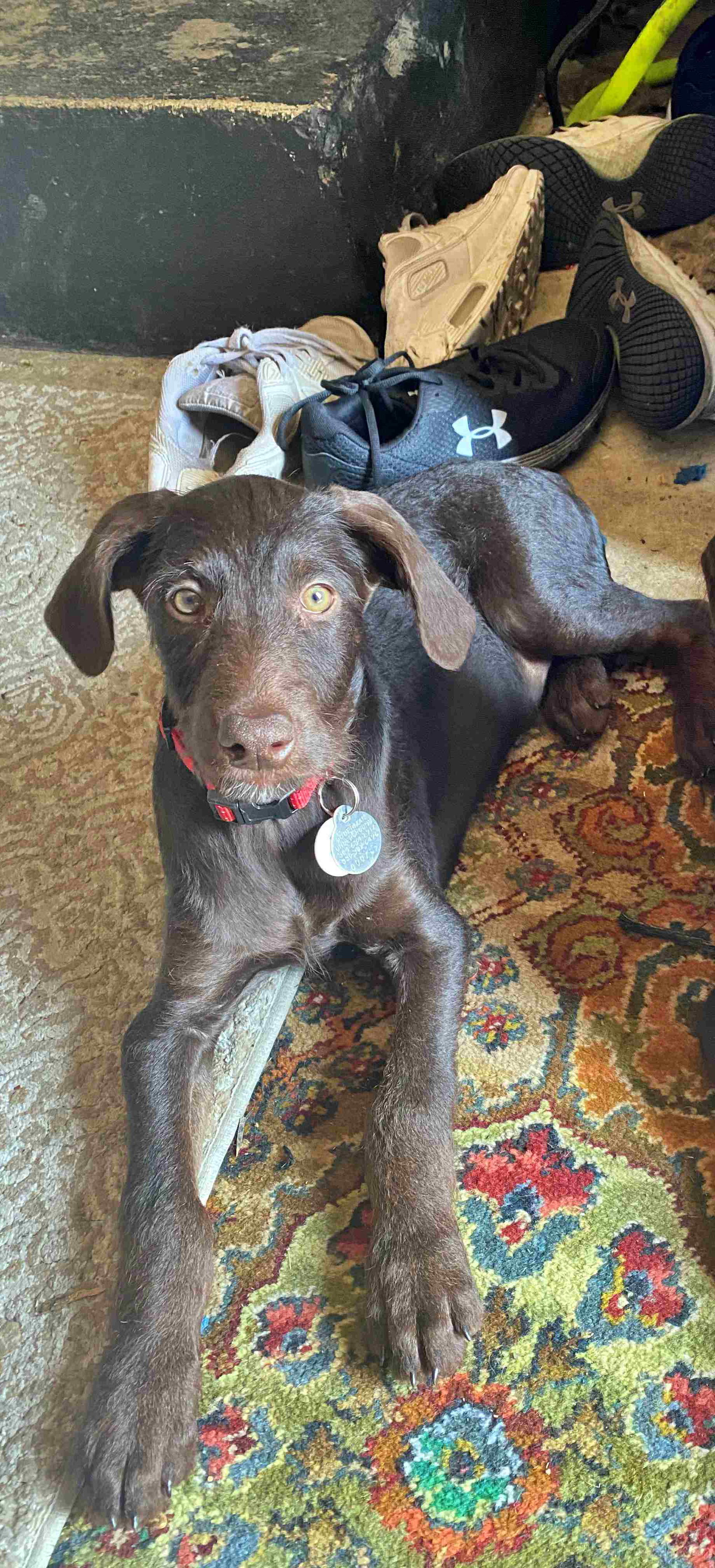 Dog for Adoption Rory, a Doberman Pinscher in Ashtabula, OH Alpha Paw