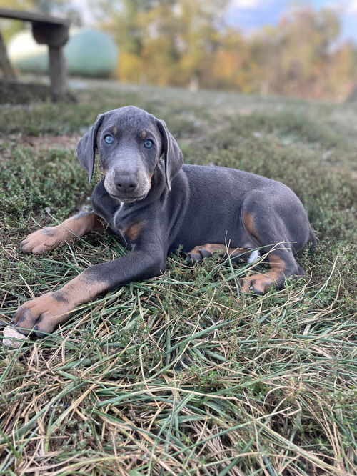 Buckeye - puppy, Buckeye