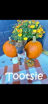 Tootsie, Crown