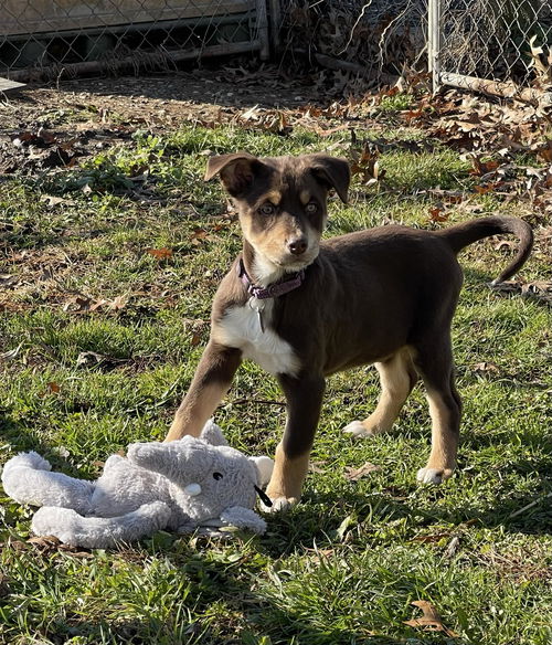 Doc, Rocky