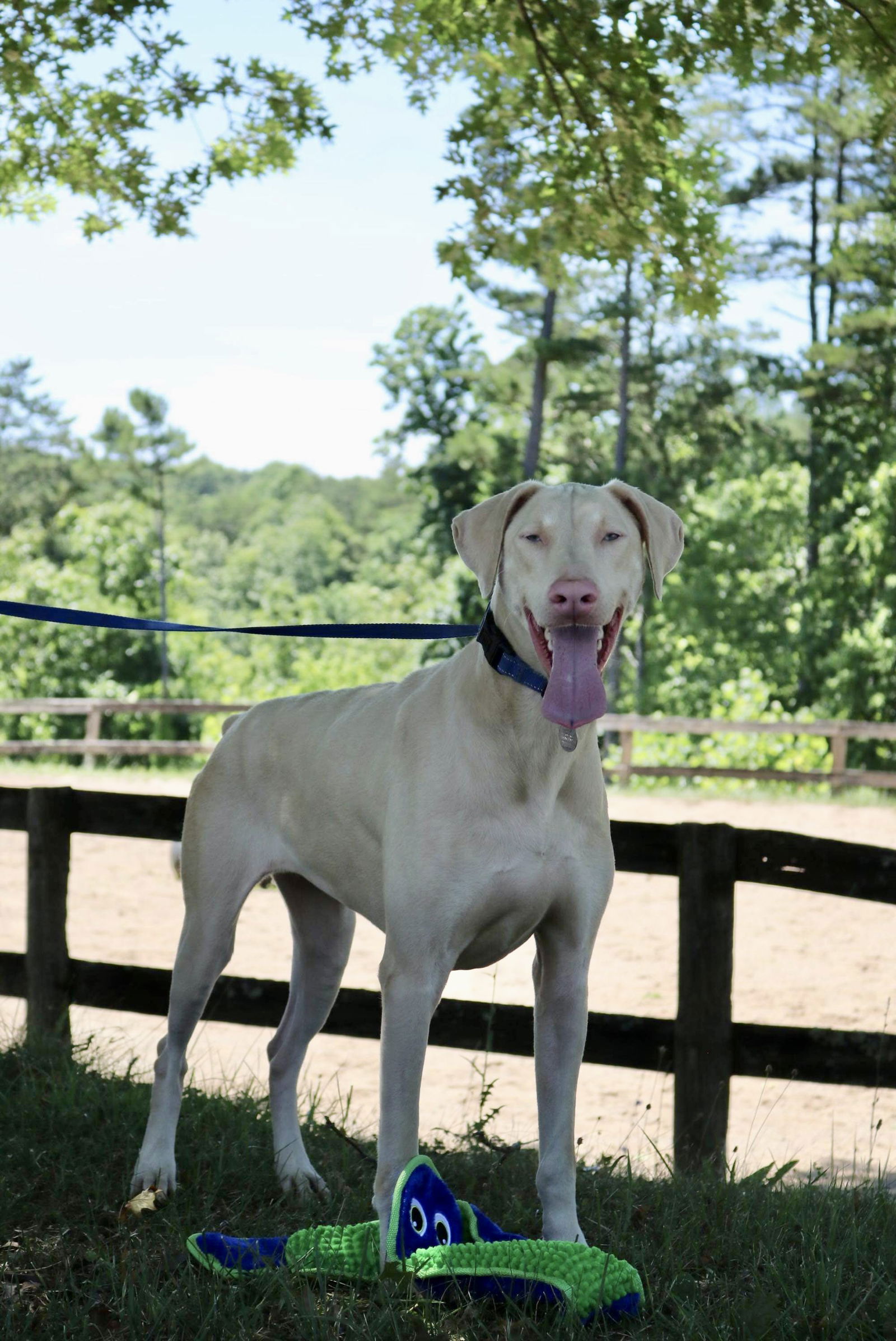 adoptable Dog in Columbus, OH named Virginia