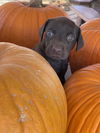 adoptable Dog in , OH named Jack-O-Lantern