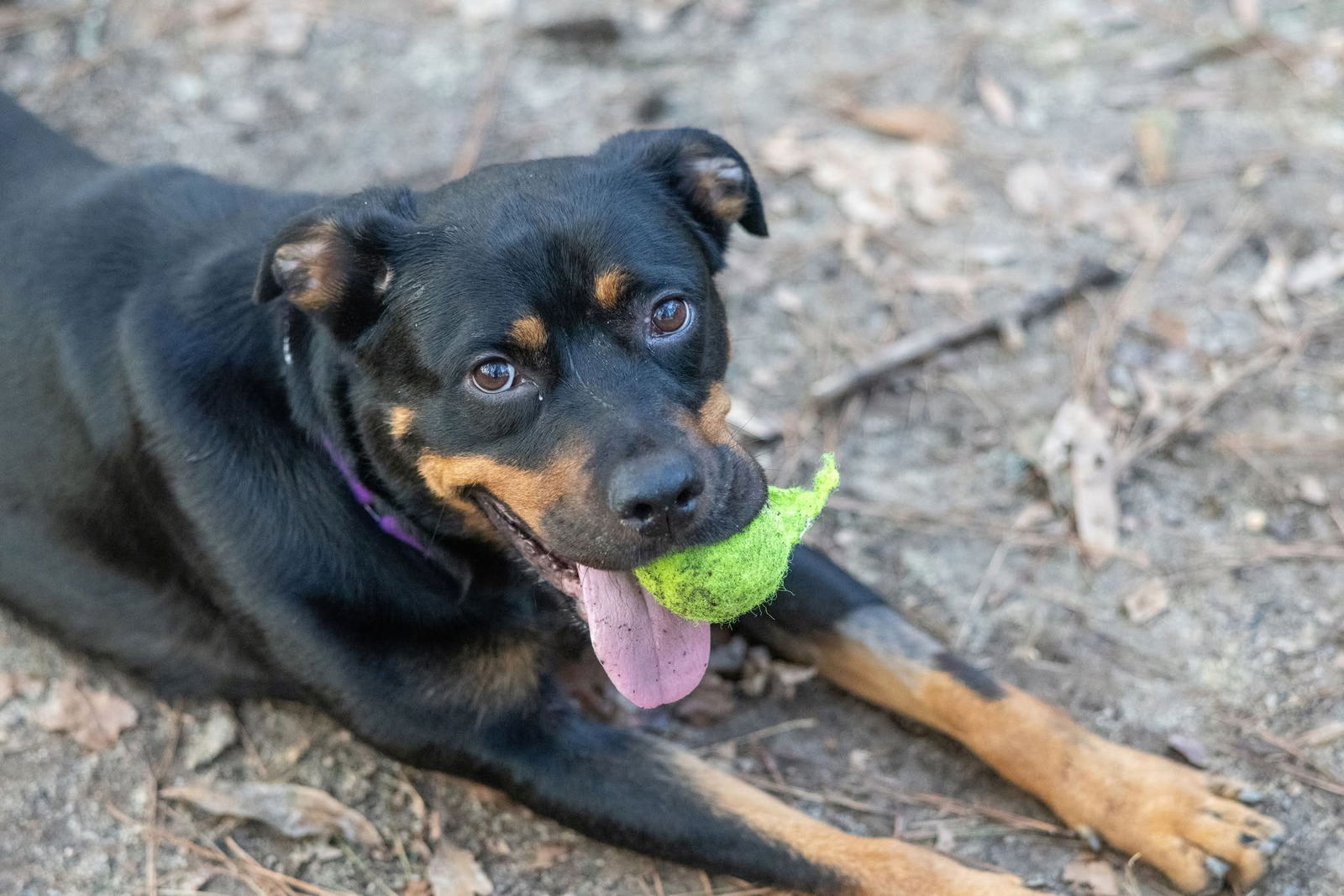 adoptable Dog in Cleveland, OH named Becky