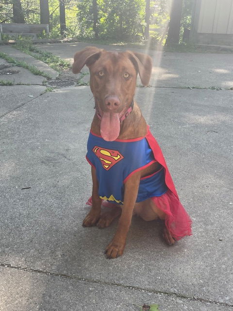 adoptable Dog in Columbus, OH named Monopoly