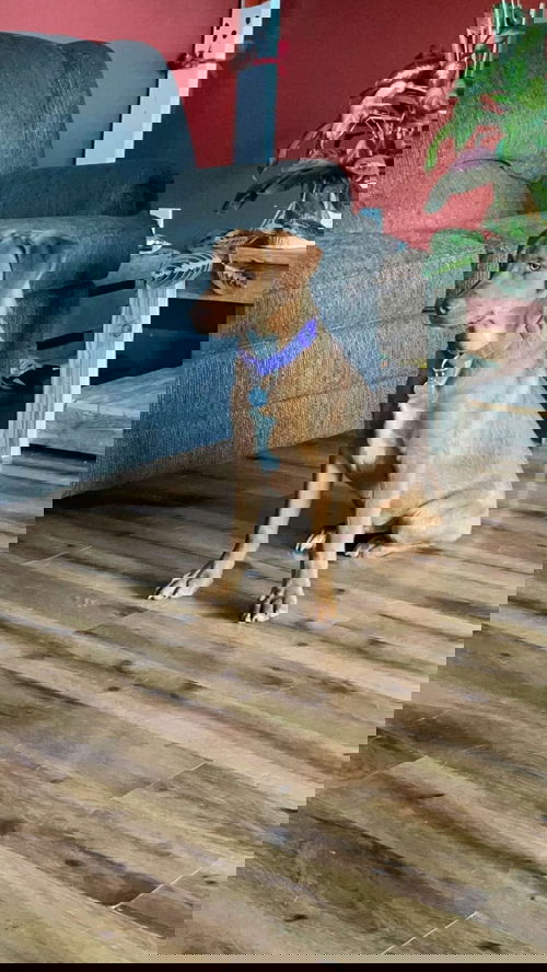 picture of the dog needing adoption