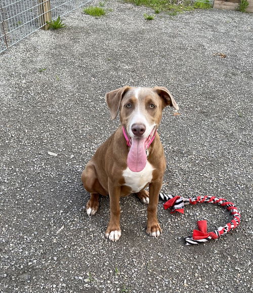 picture of the dog needing adoption