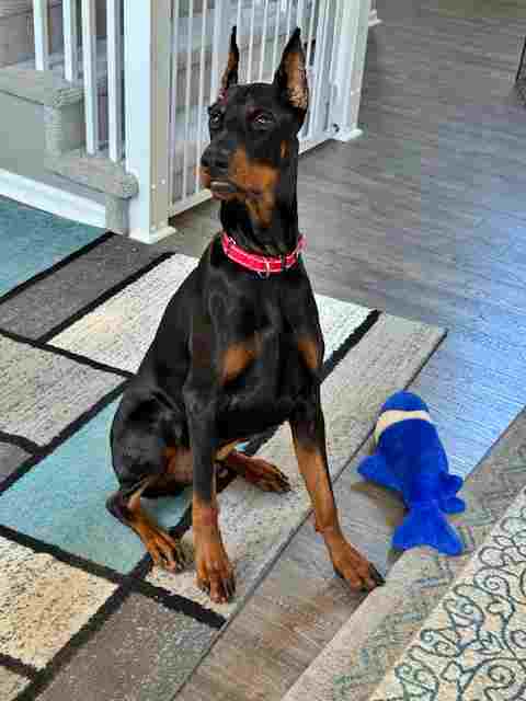 picture of the dog needing adoption
