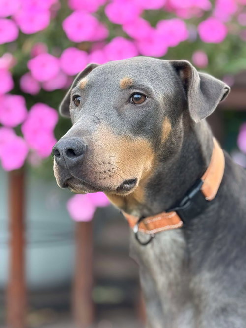 DOLI - Doberman Pinscher available for adoption