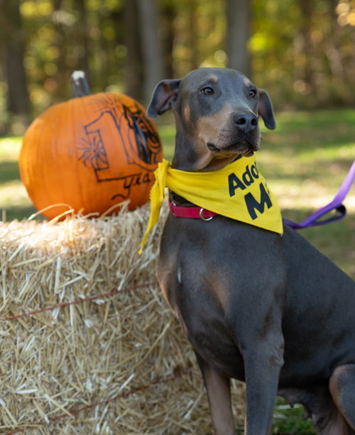 picture of the dog needing adoption