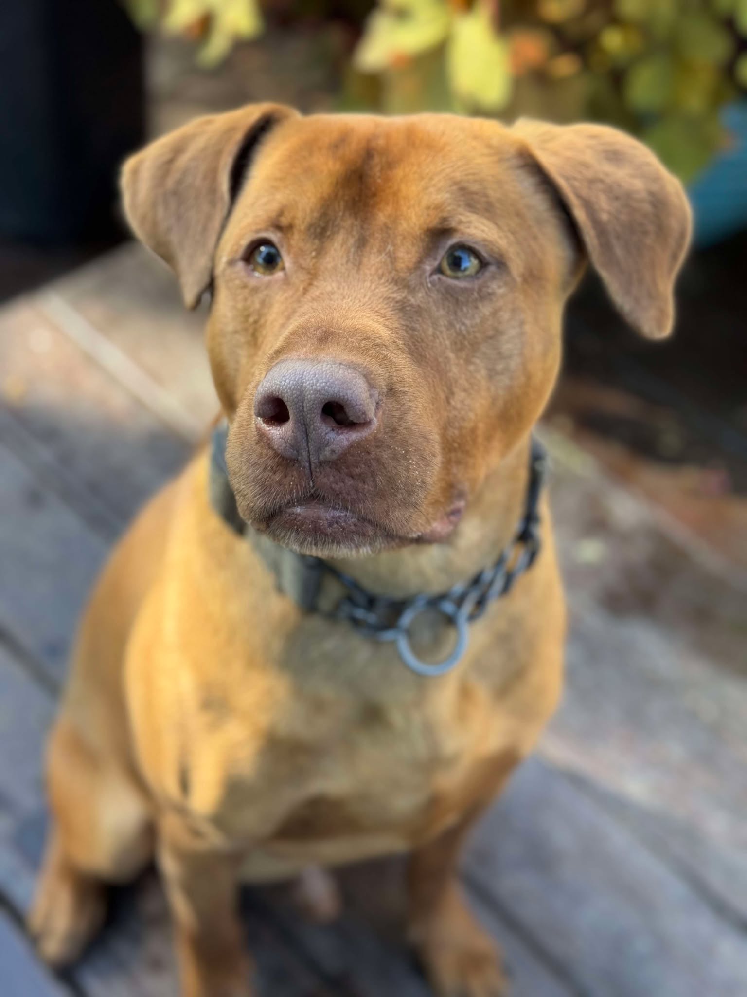 adoptable Dog in Cleveland, OH named Tucker