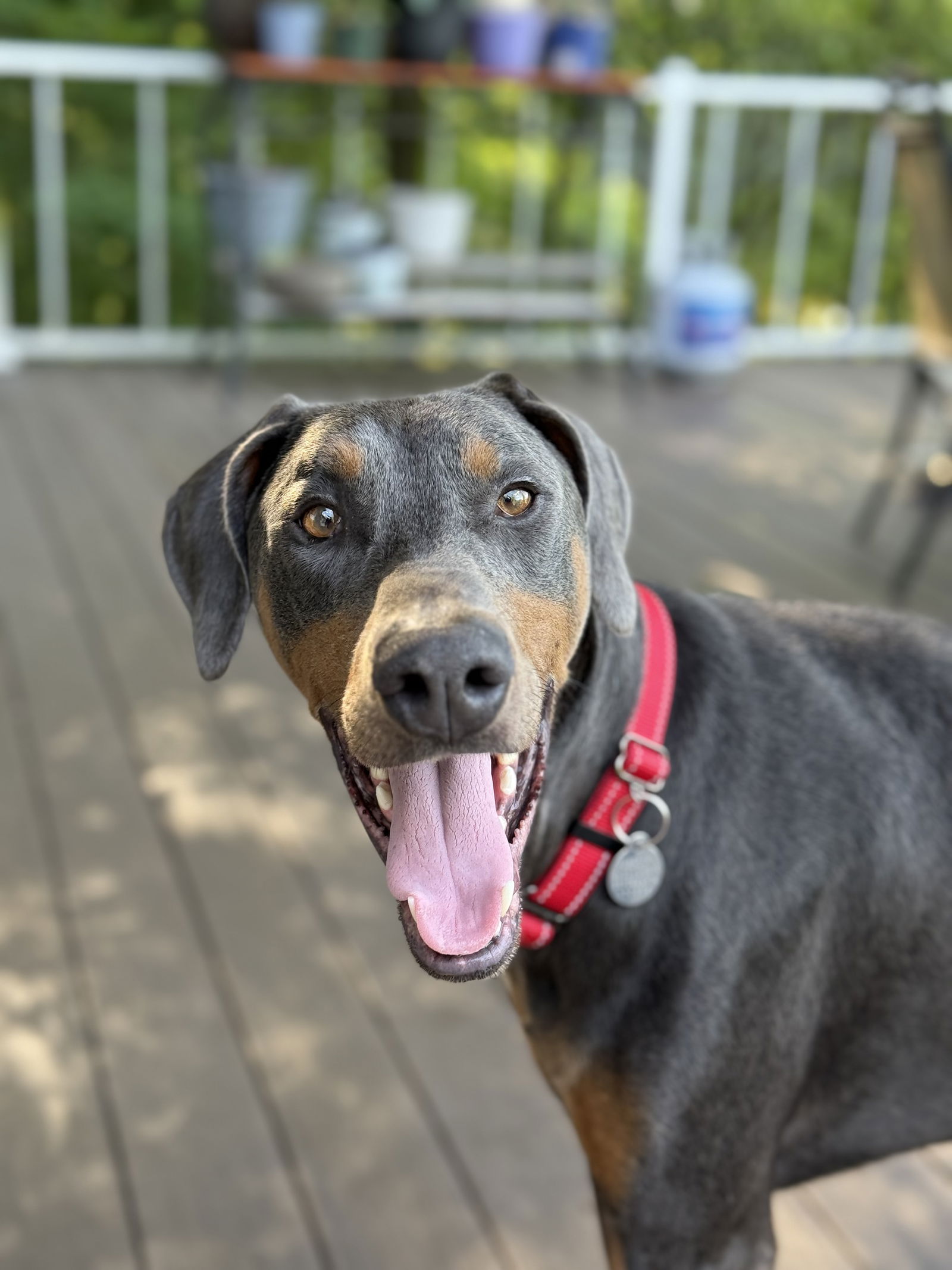 adoptable Dog in Milton, WV named Blue Jackman