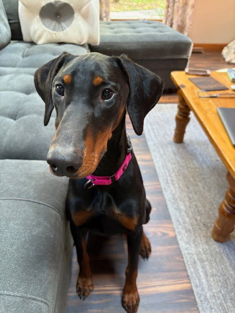 picture of the dog needing adoption