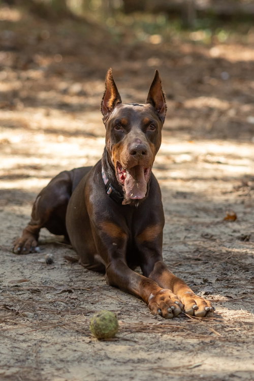 picture of the dog needing adoption