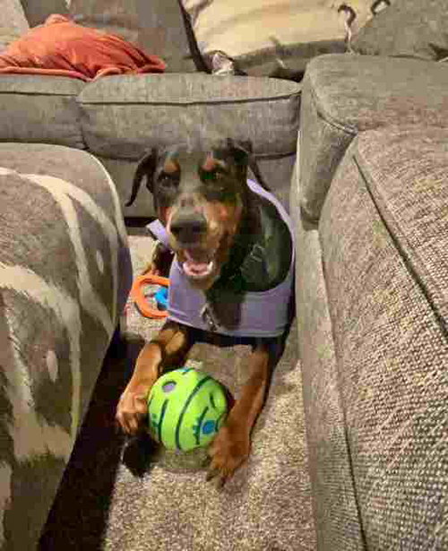 picture of the dog needing adoption