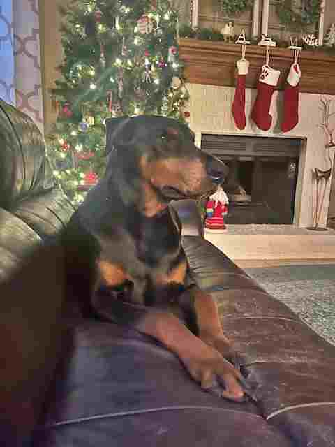 REMI - Doberman Pinscher available for adoption