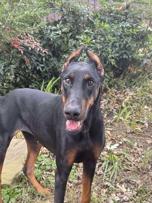 Monkey, an adoptable Doberman Pinscher in Aurora, OH