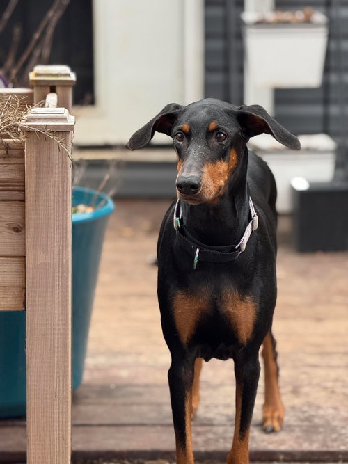 Glinda, an adoptable Doberman Pinscher in Aurora, OH