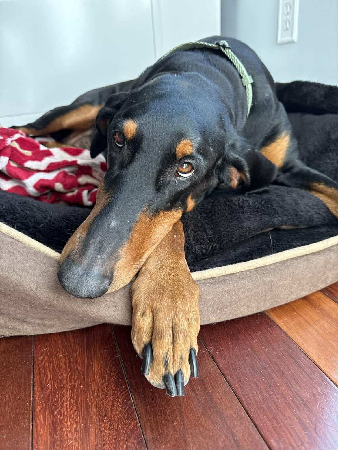 Doberman Pinscher