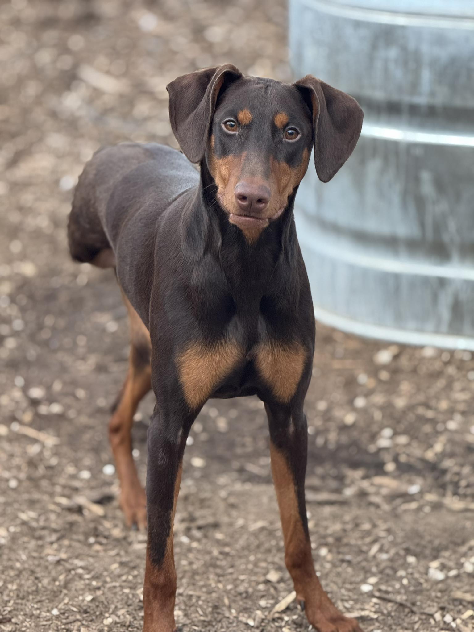 Moxie