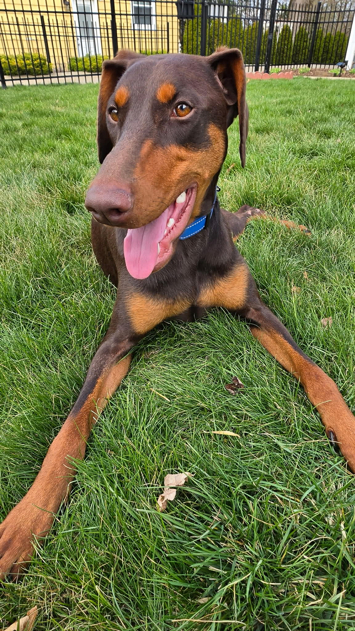 Moxie