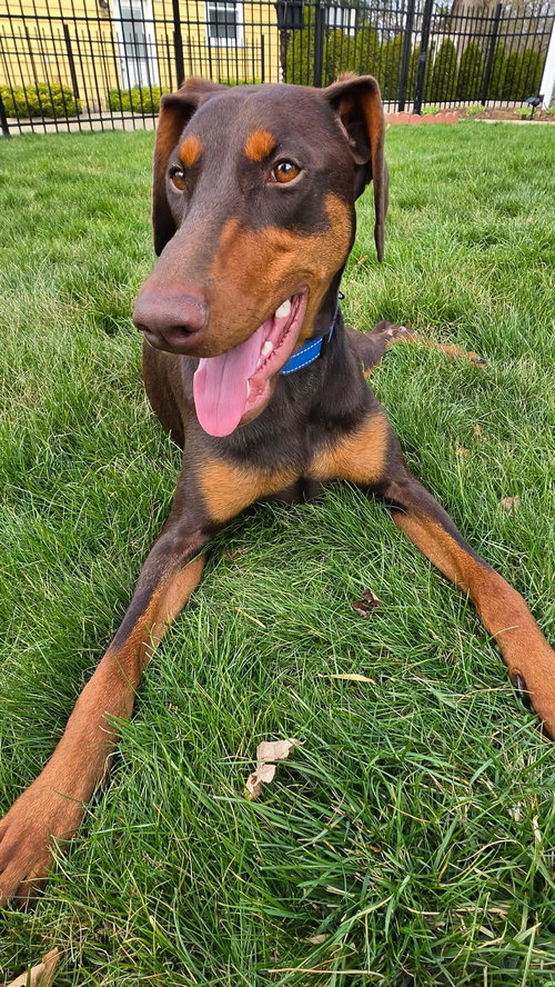 Moxie, an adoptable Doberman Pinscher in Aurora, OH