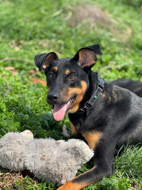 Myra, an adoptable Doberman Pinscher in Aurora, OH