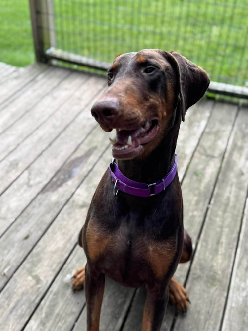 Chance, an adoptable Doberman Pinscher in Aurora, OH