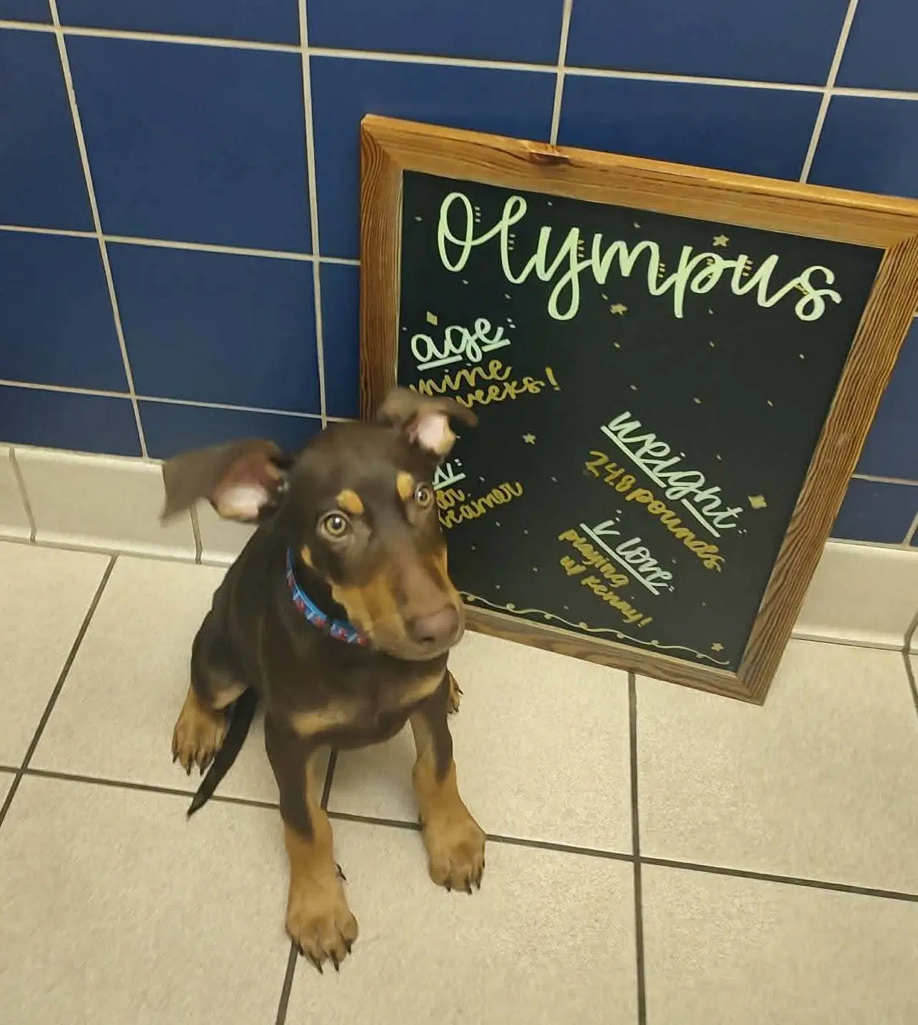 Olympus - Doberman Pinscher
