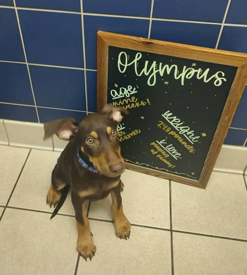 picture of the dog needing adoption