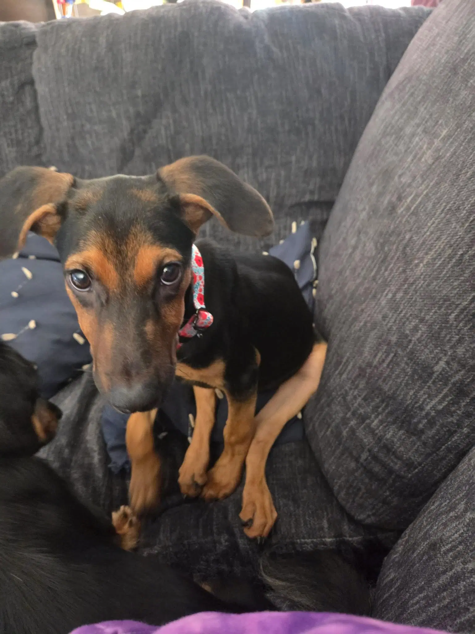 Helen - Doberman