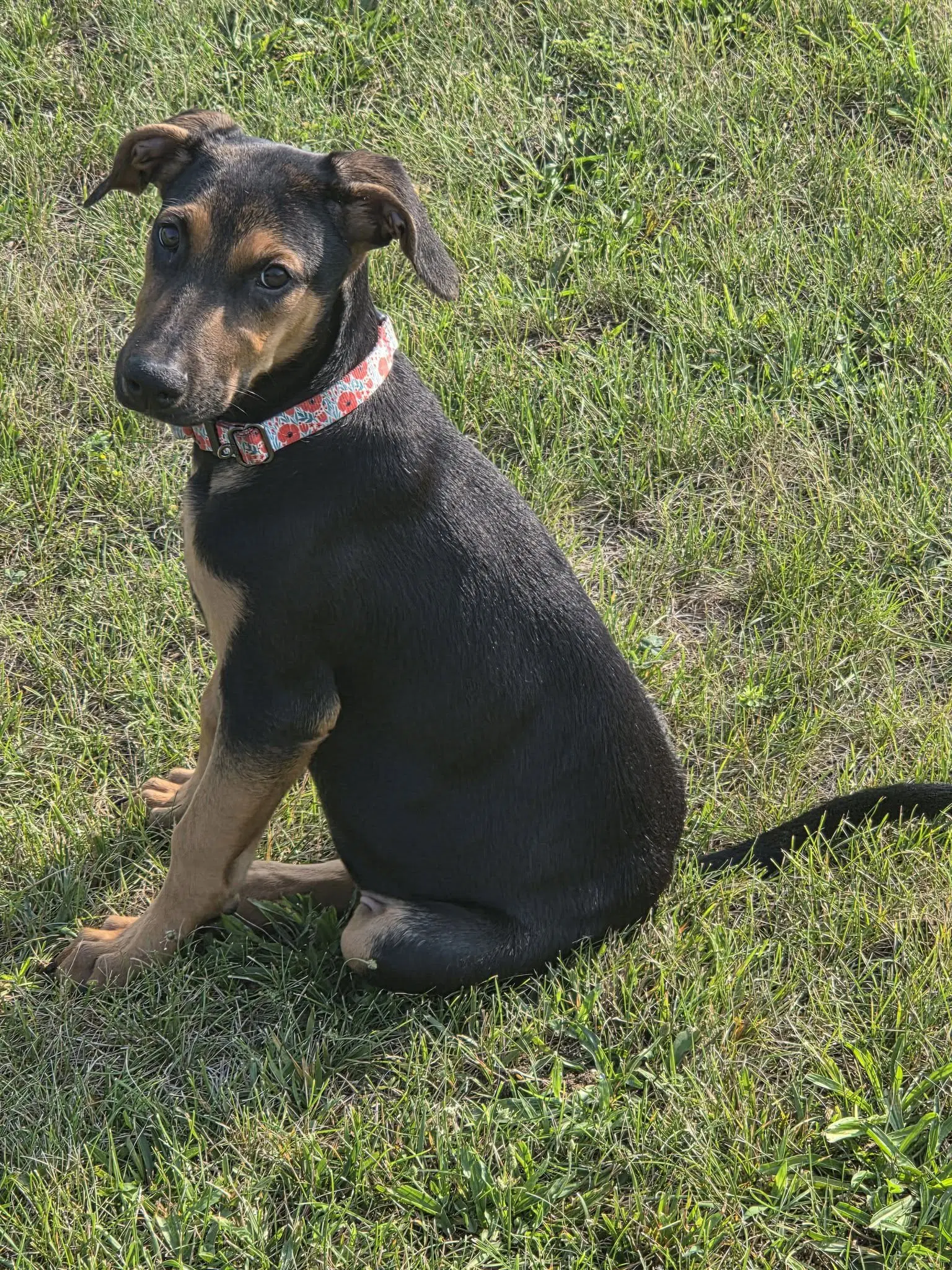 Helen - Doberman Pinscher