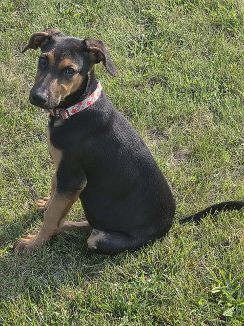picture of the dog needing adoption