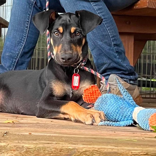 picture of the dog needing adoption
