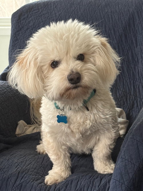 picture of the dog needing adoption