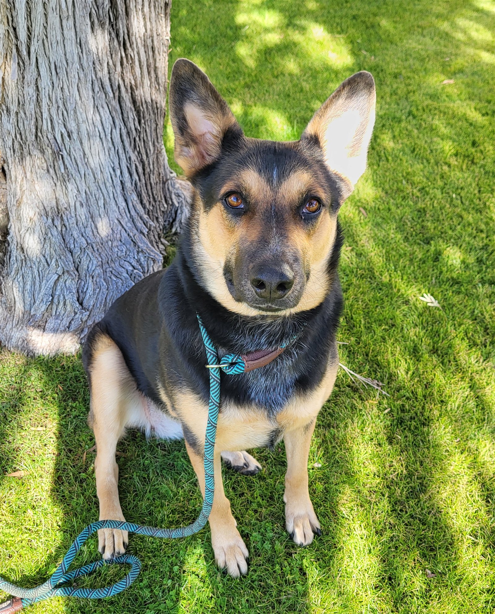adoptable Dog in Phoenix, AZ named Guinness