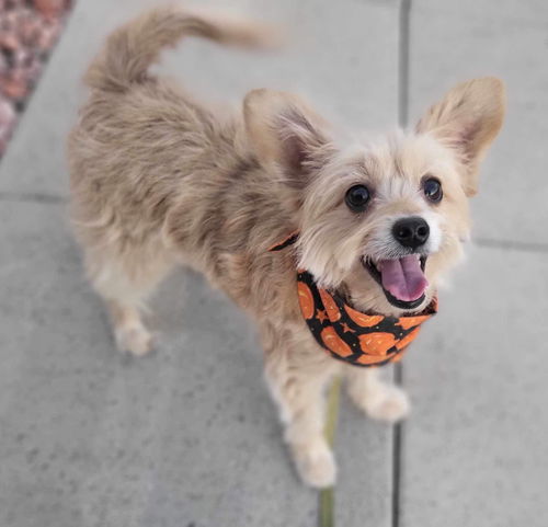 picture of the dog needing adoption