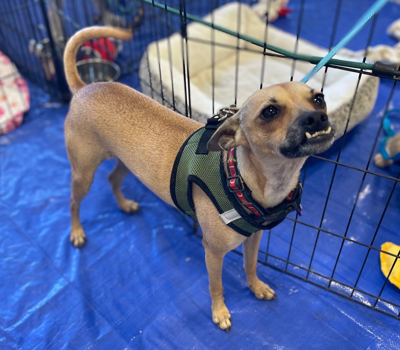 adoptable Dog in Phoenix, AZ named Tito