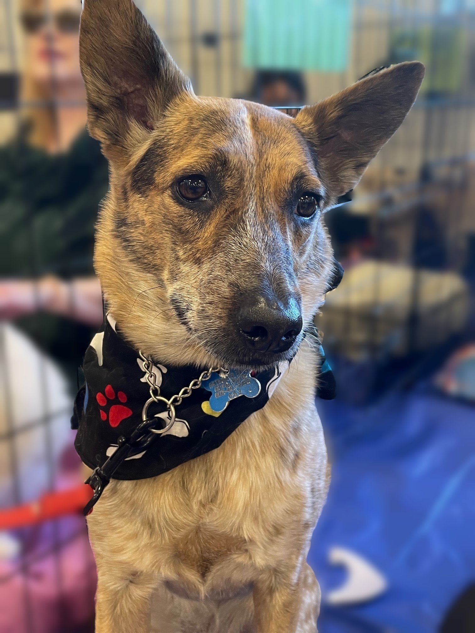 adoptable Dog in Phoenix, AZ named Haley