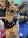 adoptable Dog in , AZ named Haley